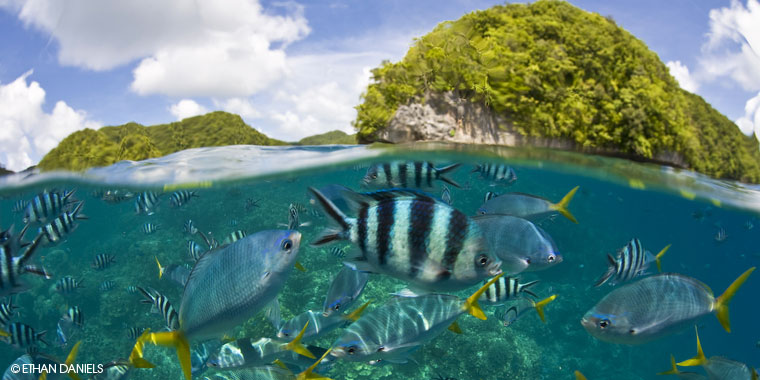 Palau rock islands atop an underwater scene