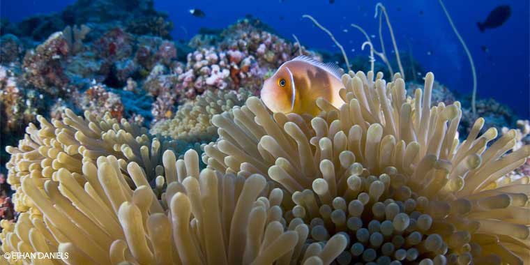 Bayside Palau B&B: Clownfish with the anemone that protects it are a common occurence when snorkeling and diving anywhere in Palau, including in Nikko Bay behind the inn.