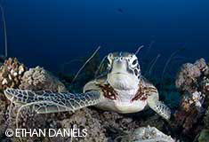 At Bayside Palau Bed & Breakfast, turtles can often be spotted while snorkeling, kayaking or even paddleboarding.