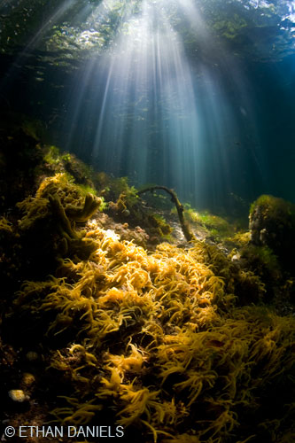 Bayside Palau Bed & Breakfast Underwater Image Gallery: Snorkeling and diving sites