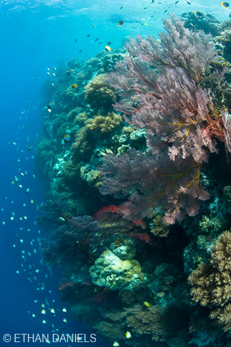 Bayside Palau Bed & Breakfast Underwater Image Gallery: Dive colorful coral walls
