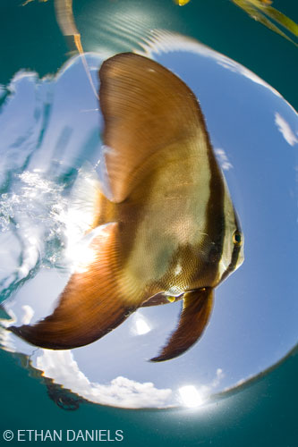 Bayside Palau Bed & Breakfast Underwater Image Gallery: Exotic marine life