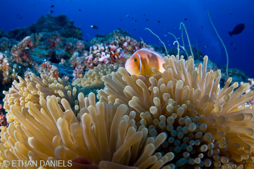 Bayside Palau Bed & Breakfast Underwater Image Gallery: Anemone offering protection to resident clownfish