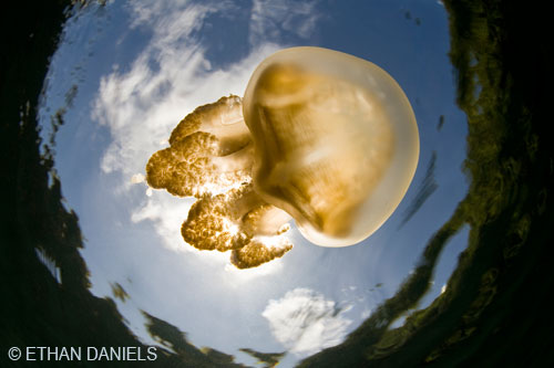 Bayside Palau Bed & Breakfast Underwater Image Gallery: Close-up of a Jellyfish