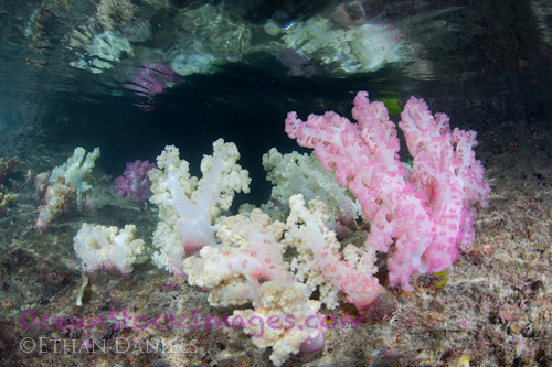 Bayside Palau Bed & Breakfast Underwater Image Gallery: Splendid underwater corals