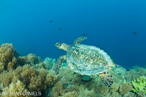 Bayside Palau Bed & Breakfast Underwater Image Gallery: Turtles are often spotted when snorkeling, kayaking and even paddleboarding in Nikko Bay