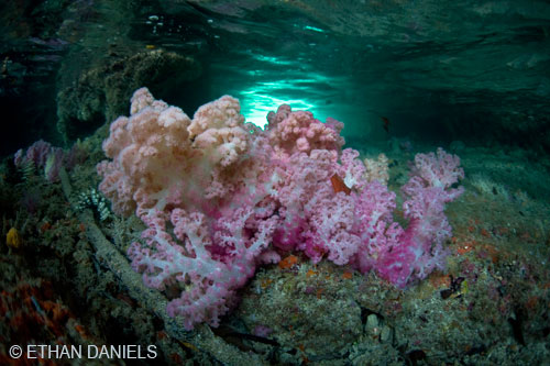 Bayside Palau Bed & Breakfast Underwater Image Gallery: Colorful corals