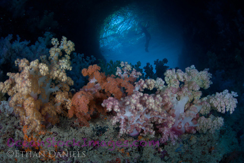 Bayside Palau Bed & Breakfast Underwater Image Gallery: Colorful corals with the silhouette of a scuba diver in the background
