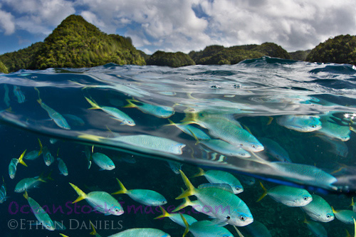 Bayside Palau Bed & Breakfast Underwater Image Gallery: Over/underwater shot with a school of fish below the renowned rock islands of Palau