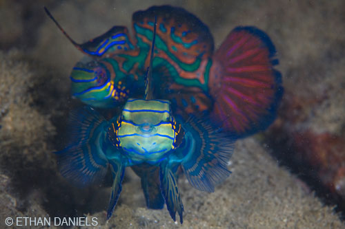 Bayside Palau Bed & Breakfast Underwater Image Gallery: The spectacularly colorful Mandarinfish are found in the marine lakes of Nikko Bay...just a short paddle from our Inn