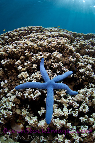 Bayside Palau Bed & Breakfast Underwater Image Gallery: Bright blue starfish