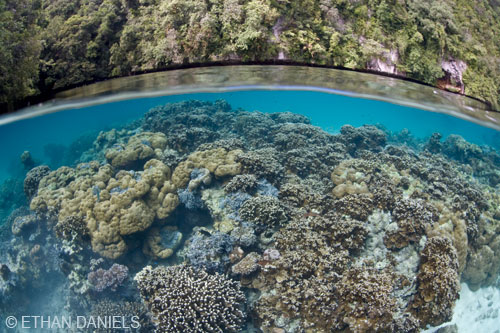 Bayside Palau Bed & Breakfast Underwater Image Gallery: Take a break for a snorkel while kayaking or paddleboarding in Nikko Bay and you'll have the same vantage point as this image