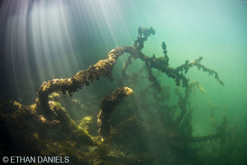 Bayside Palau Bed & Breakfast Underwater Image Gallery: Corals and sea life have already made this wreck home.