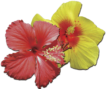 red and yellow hibiscus flowers